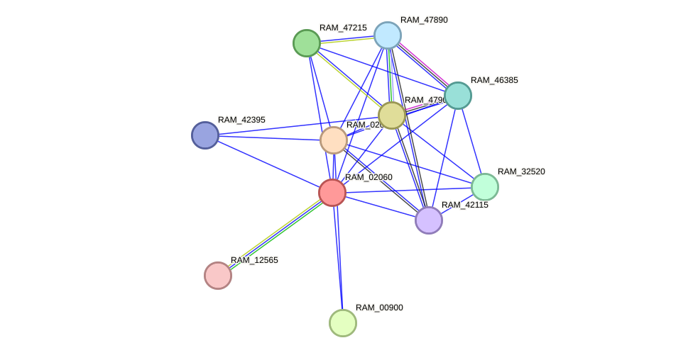 STRING protein interaction network