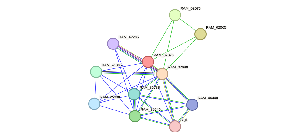 STRING protein interaction network