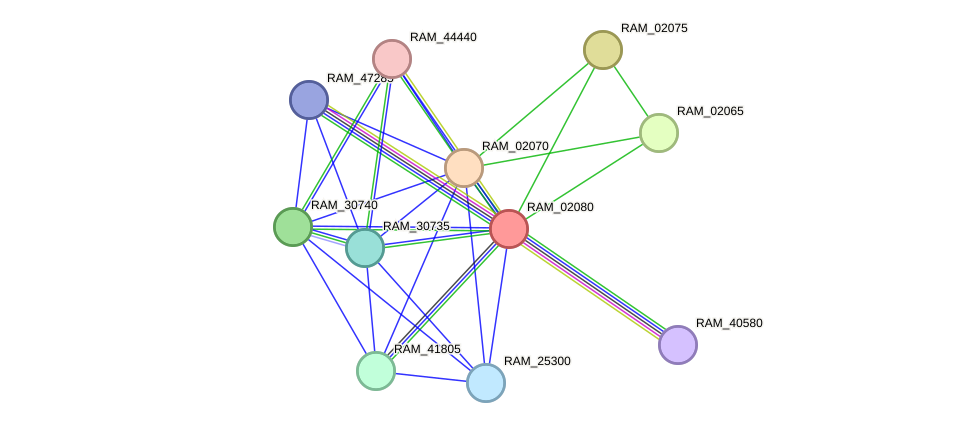 STRING protein interaction network
