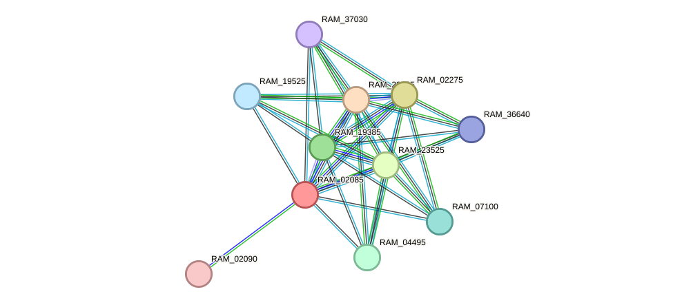 STRING protein interaction network