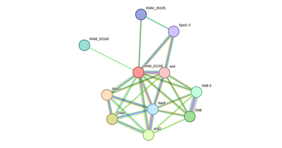 STRING protein interaction network