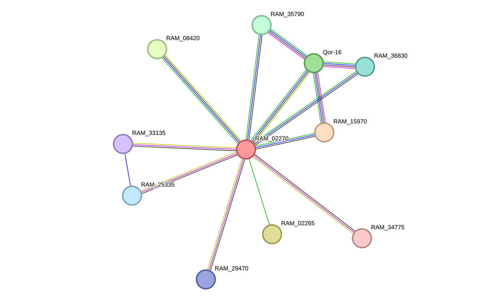 STRING protein interaction network