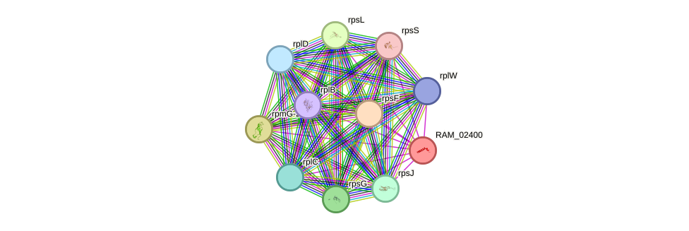 STRING protein interaction network