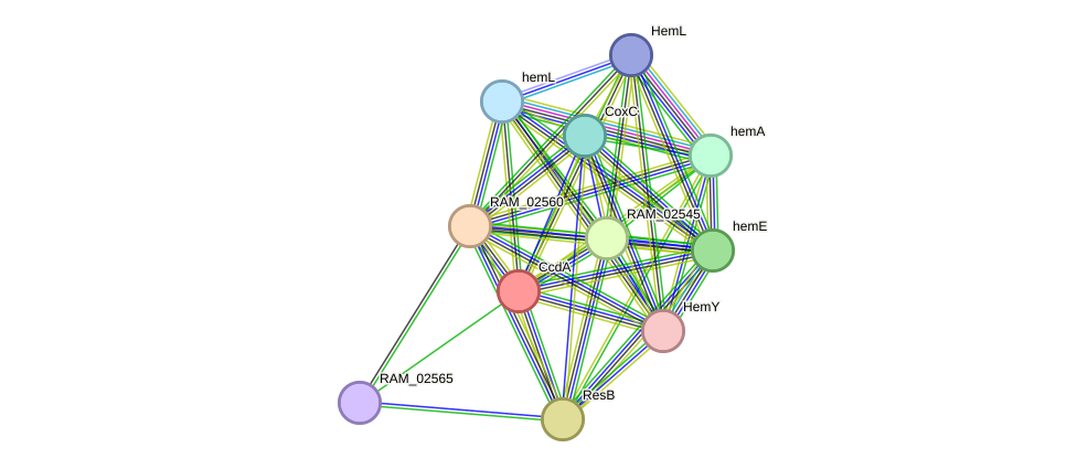 STRING protein interaction network