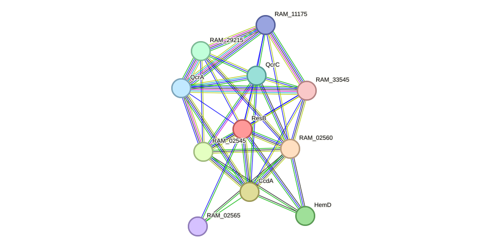 STRING protein interaction network