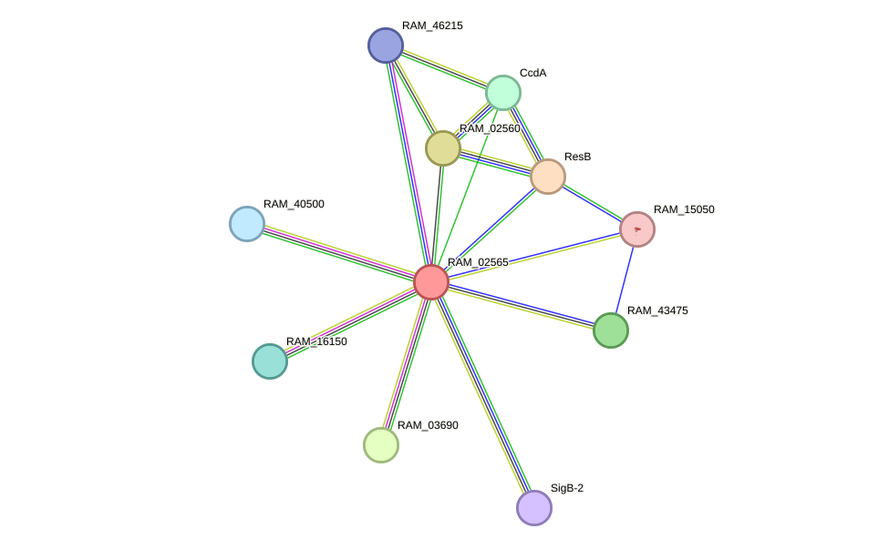STRING protein interaction network