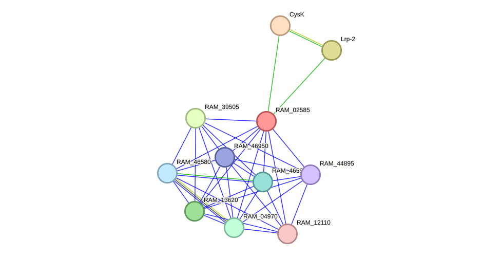 STRING protein interaction network