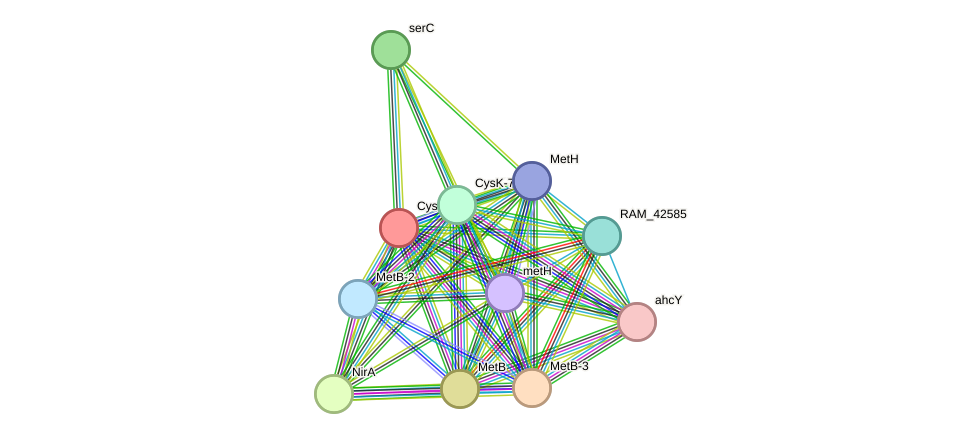 STRING protein interaction network