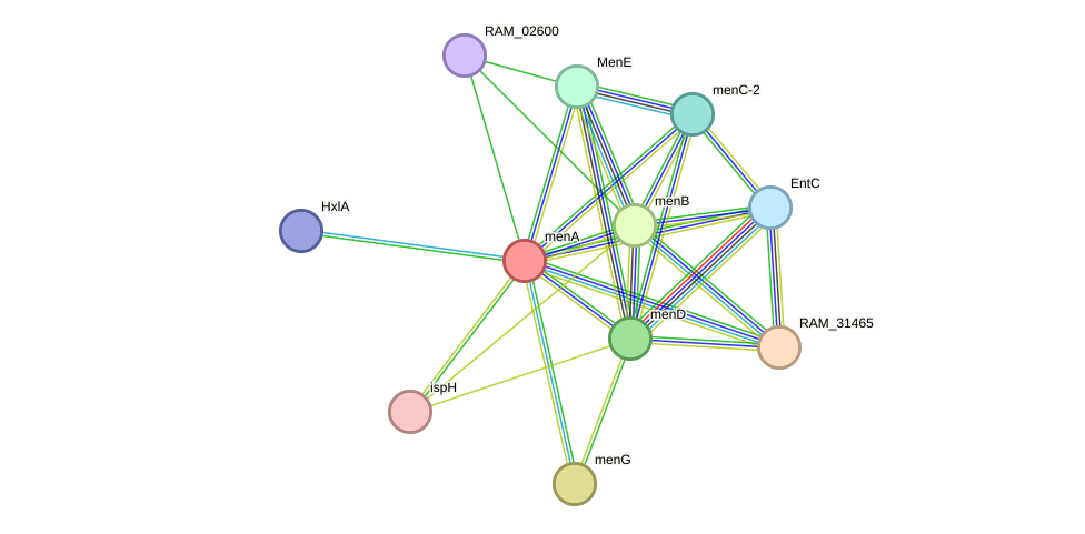 STRING protein interaction network