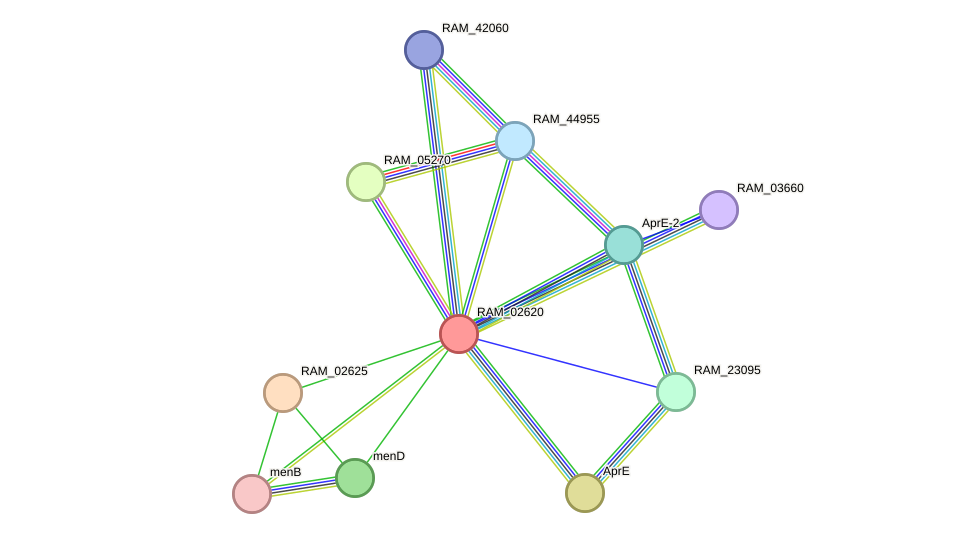STRING protein interaction network