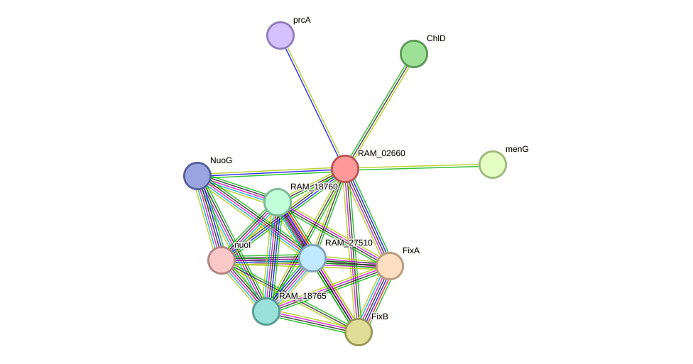 STRING protein interaction network