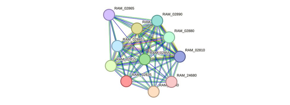 STRING protein interaction network