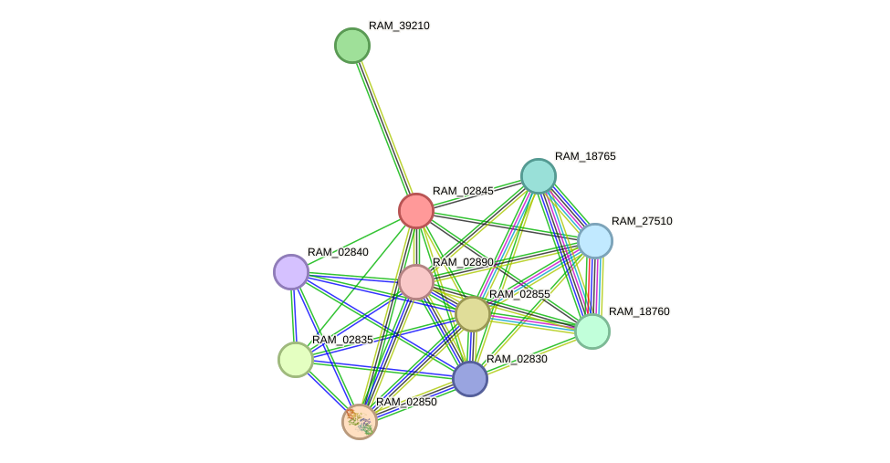 STRING protein interaction network