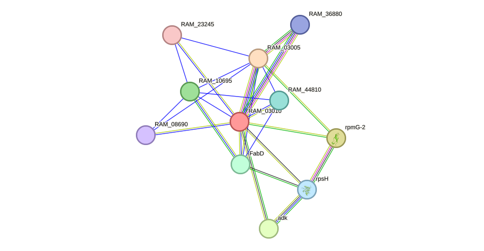 STRING protein interaction network