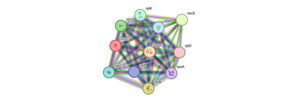 STRING protein interaction network