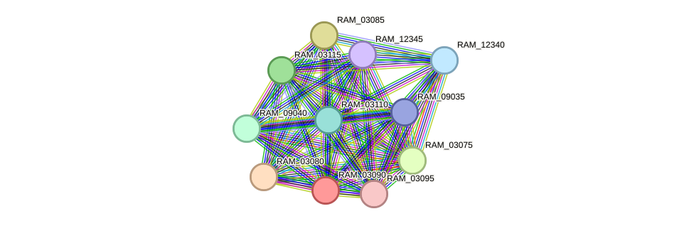 STRING protein interaction network
