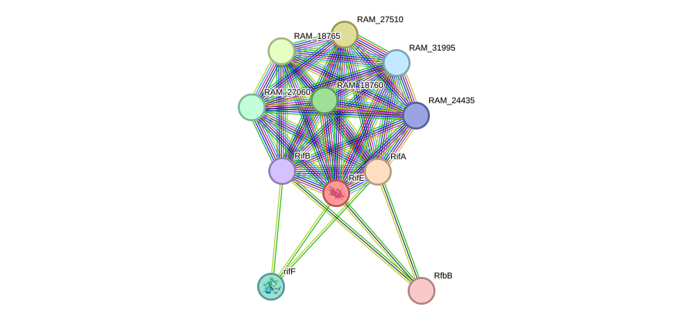 STRING protein interaction network