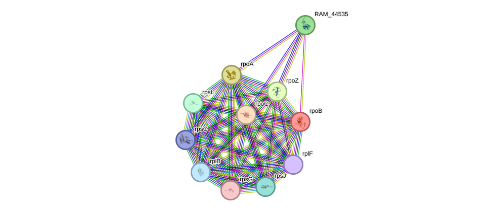 STRING protein interaction network