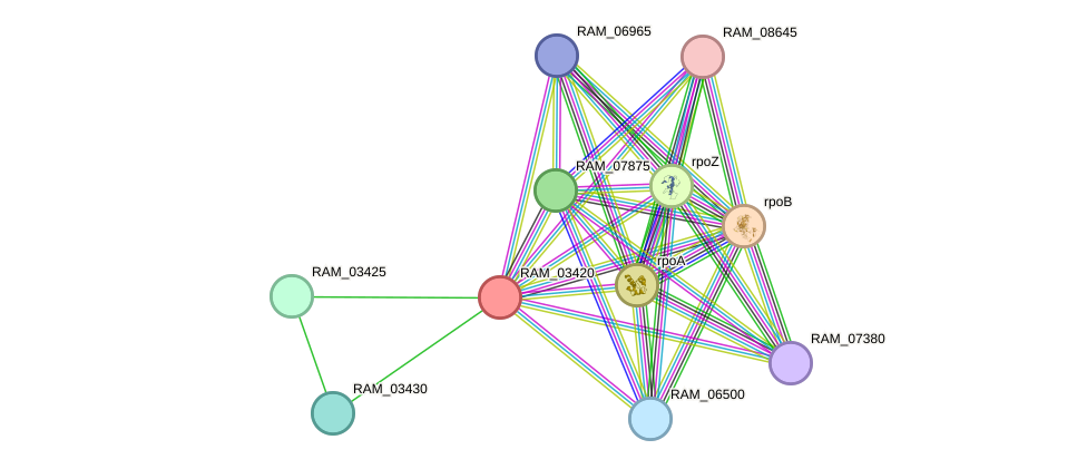 STRING protein interaction network