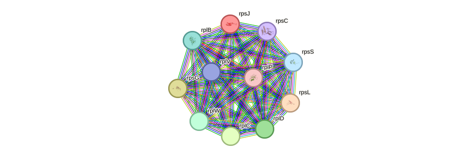 STRING protein interaction network