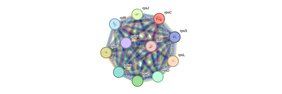 STRING protein interaction network