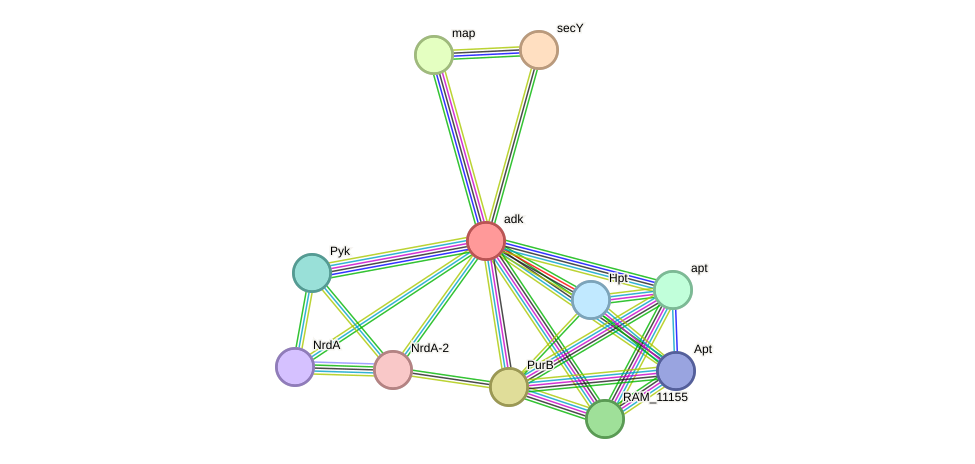 STRING protein interaction network
