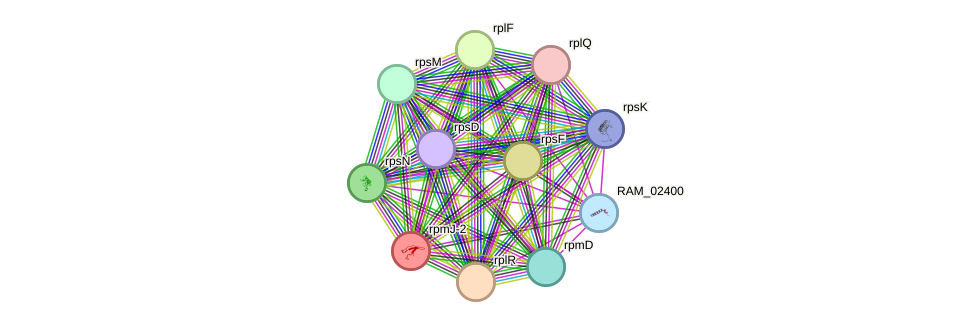 STRING protein interaction network