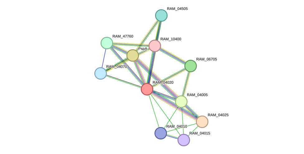 STRING protein interaction network