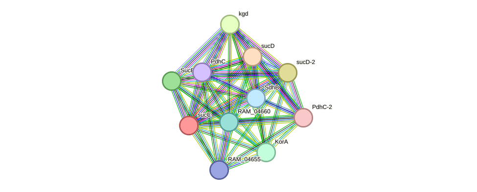 STRING protein interaction network