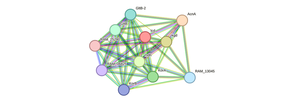 STRING protein interaction network
