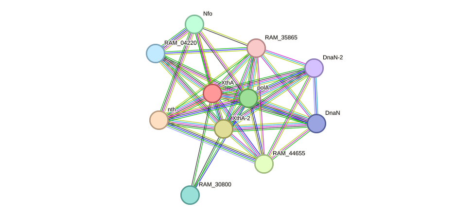 STRING protein interaction network