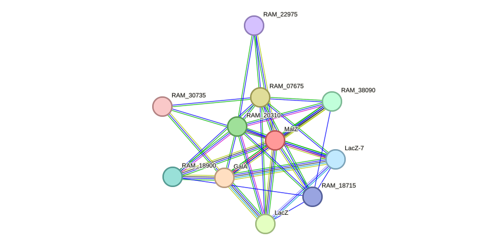 STRING protein interaction network