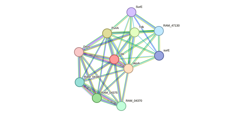 STRING protein interaction network