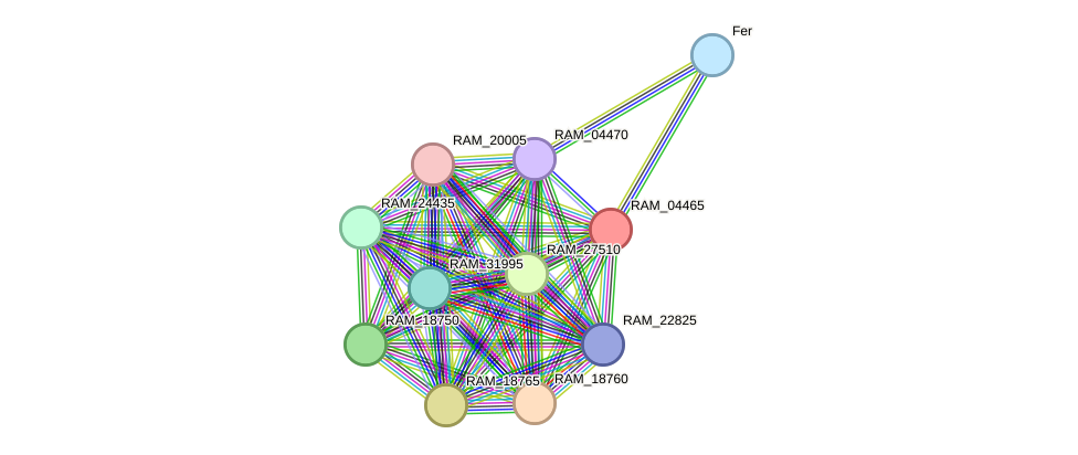 STRING protein interaction network