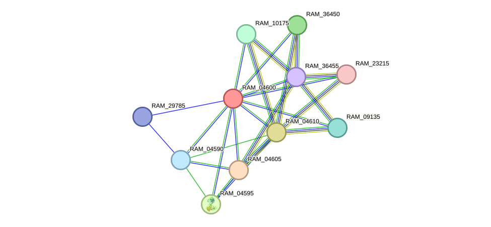 STRING protein interaction network