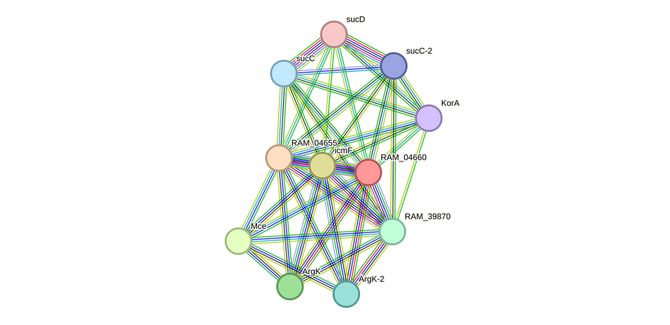 STRING protein interaction network