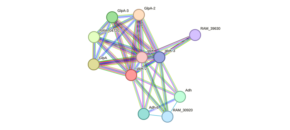 STRING protein interaction network