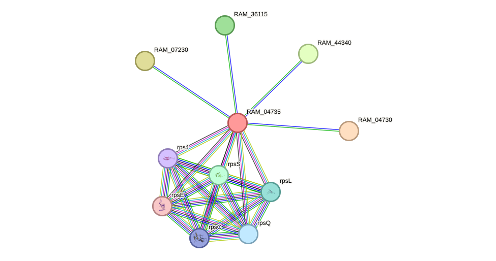 STRING protein interaction network