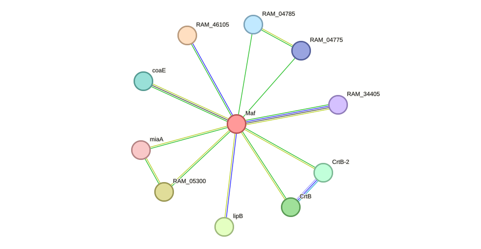STRING protein interaction network