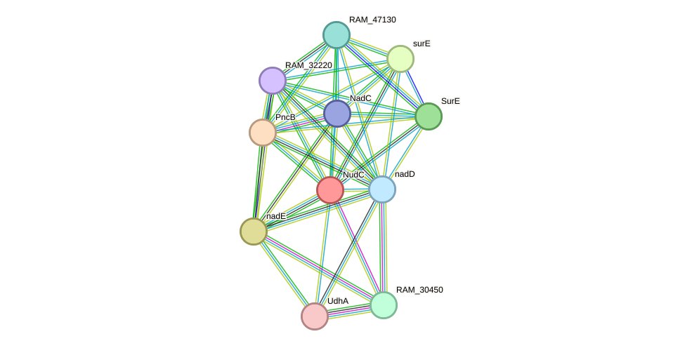 STRING protein interaction network