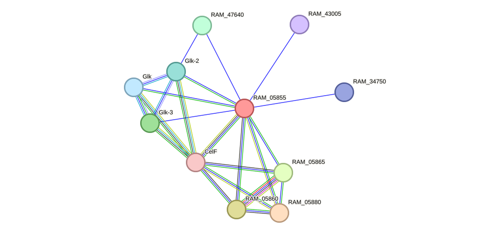 STRING protein interaction network