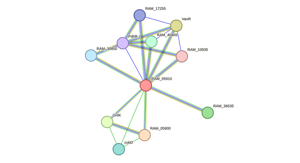 STRING protein interaction network