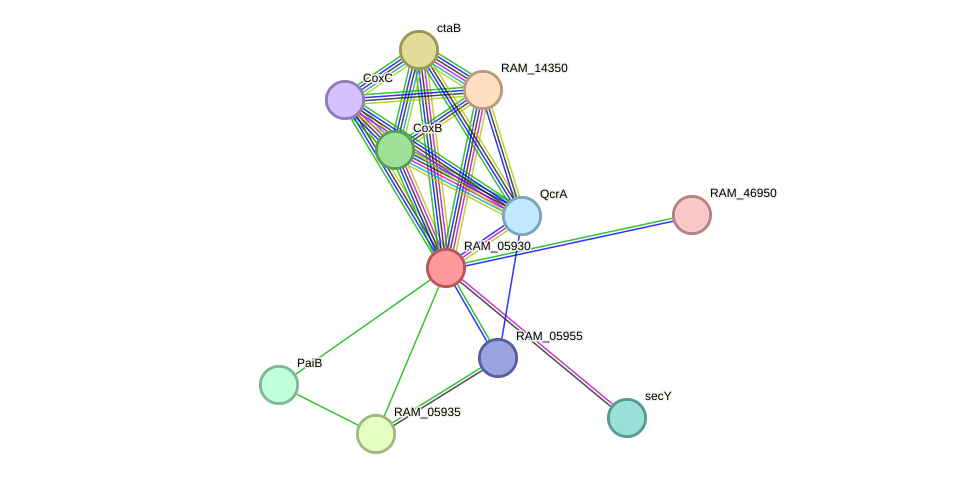 STRING protein interaction network