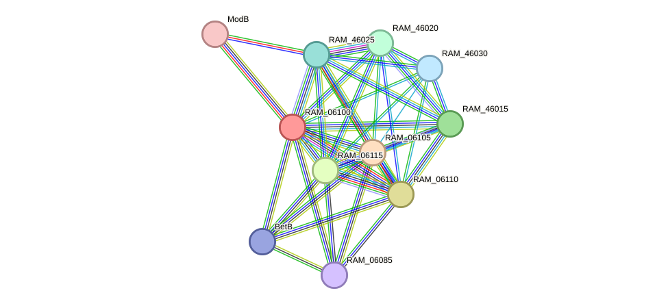 STRING protein interaction network