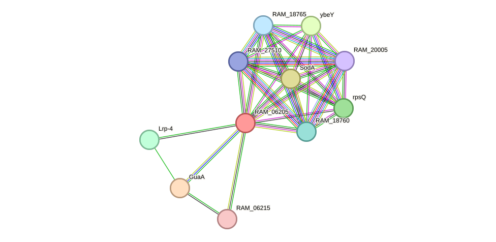 STRING protein interaction network