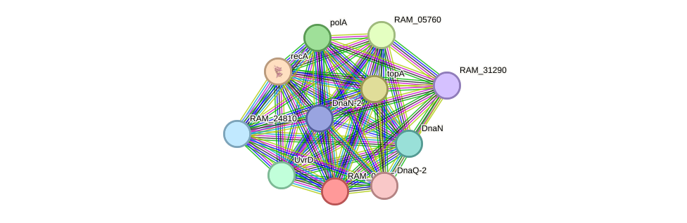 STRING protein interaction network
