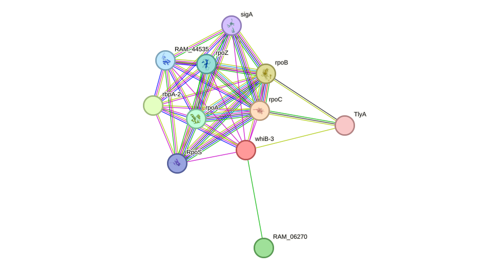 STRING protein interaction network