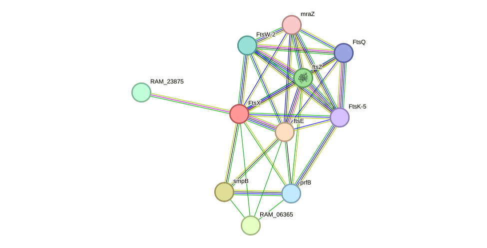 STRING protein interaction network
