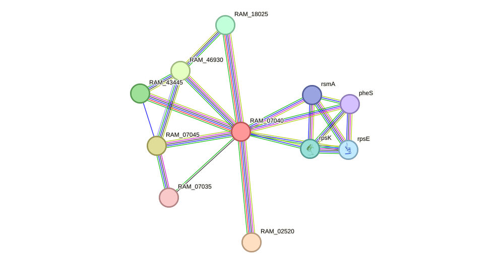 STRING protein interaction network