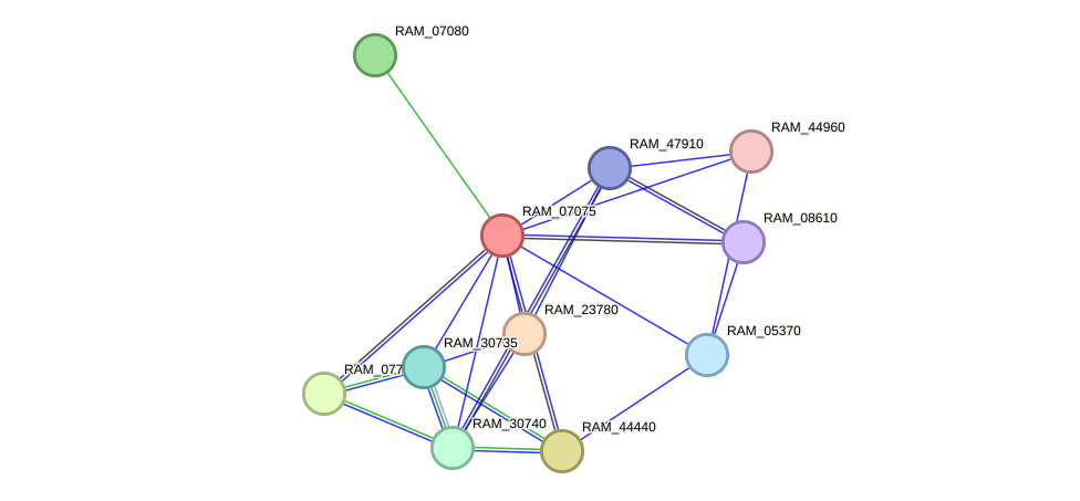 STRING protein interaction network